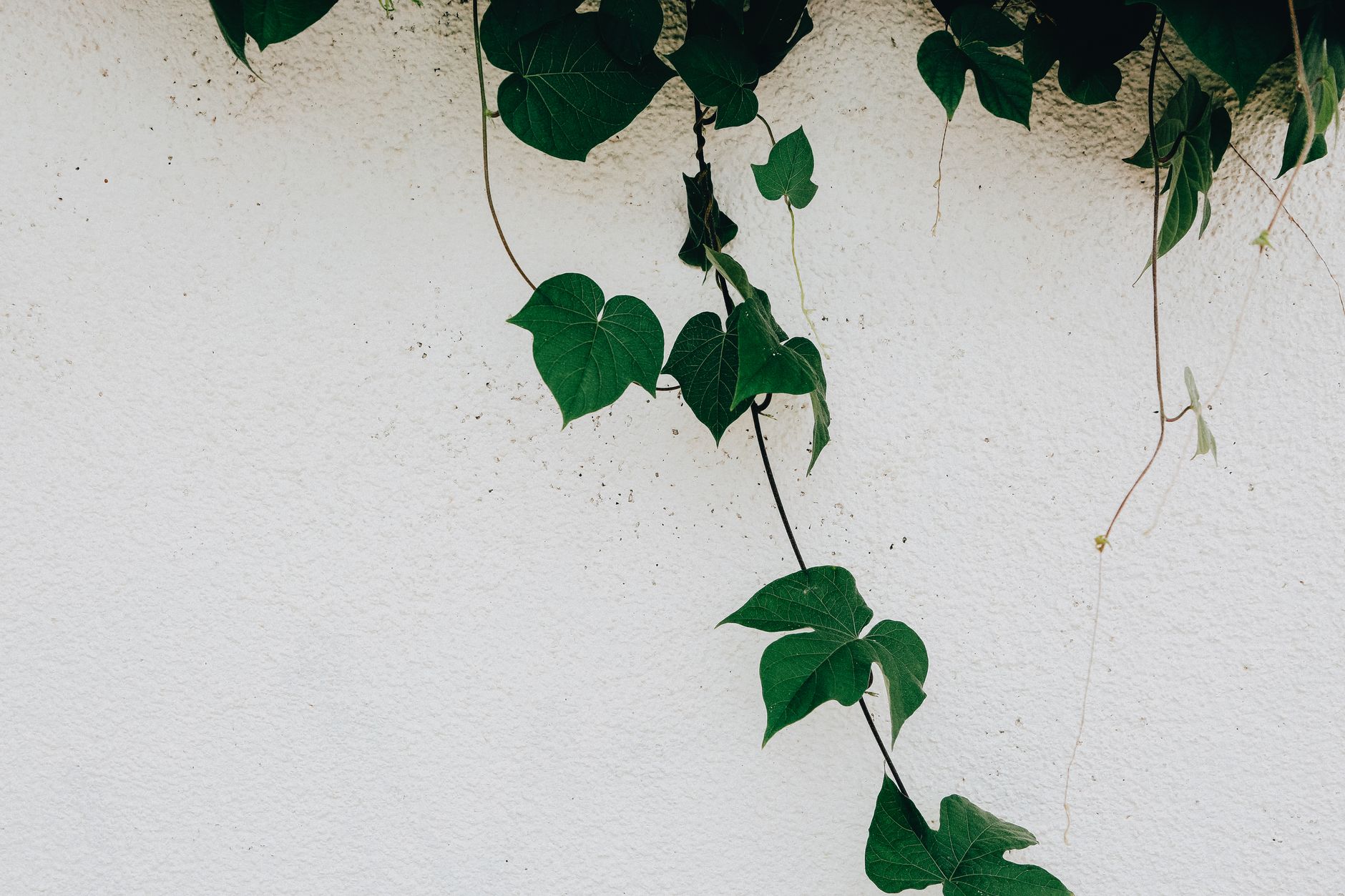 Trailing green foliage against a bright white wall